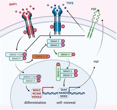 Bone Cells Differentiation: How CFTR Mutations May Rule the Game of Stem Cells Commitment?